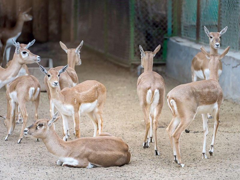  جانب من الحيوانات في حديقة الحيوان 