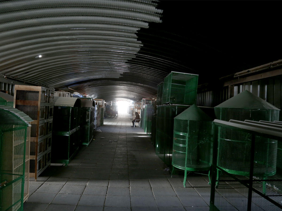 سوق الطيور بدون كهرباء