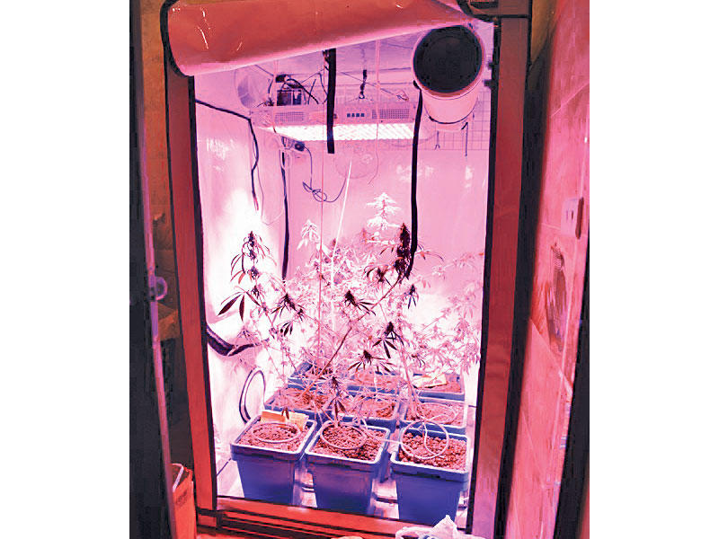 نبتات الماريغوانا في منزل المواطن