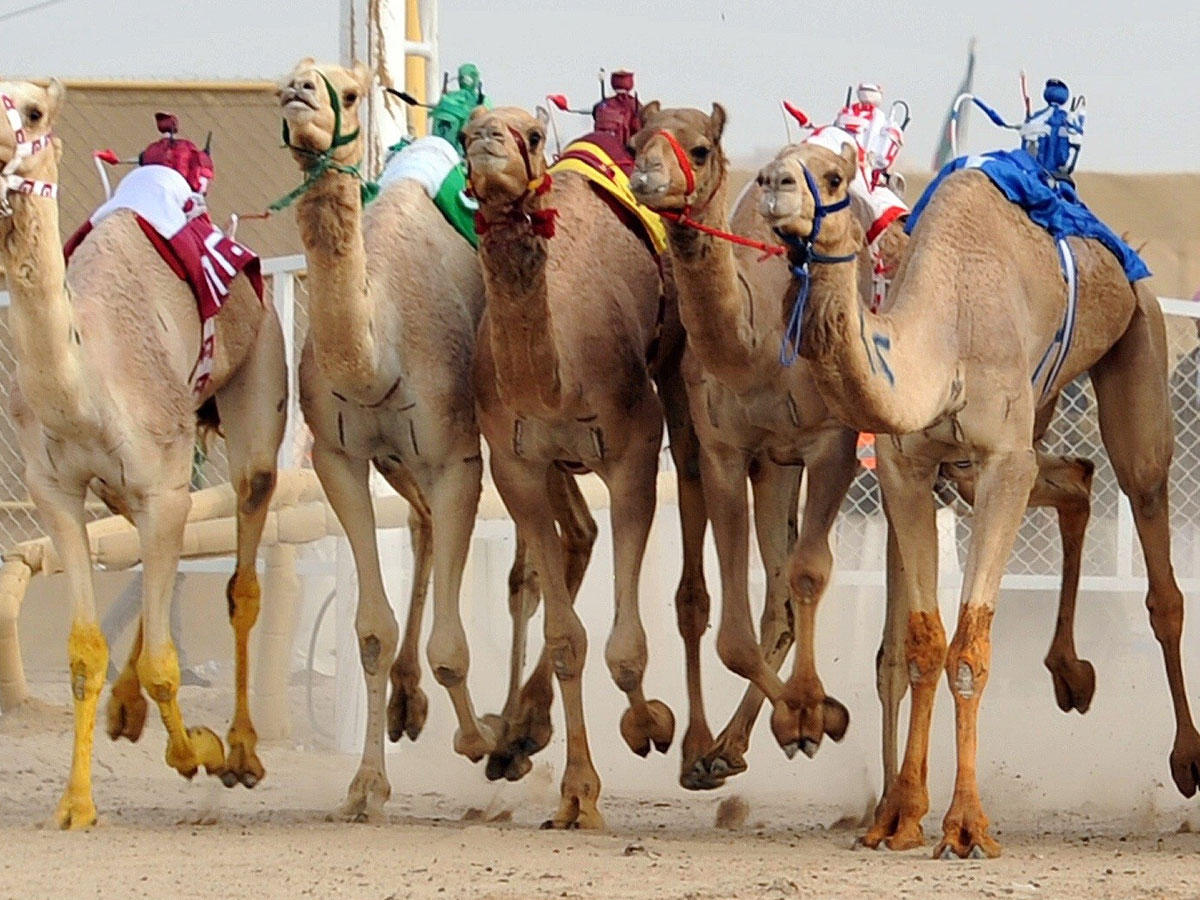 جانب من منافسات اليوم الرابع 