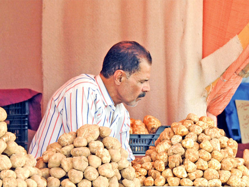 سعر الفقع يبدأ بـ 8 دنانير