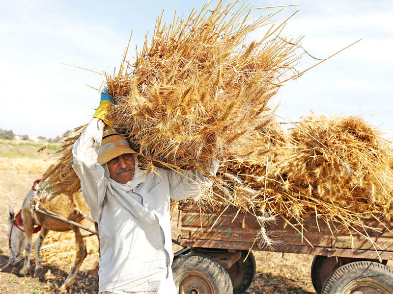 مصري يحمل سنابل القمح بعد حصادها من حقل في محافظة البحيرة شمال القاهرة مطلع أبريل الحالي (رويترز)