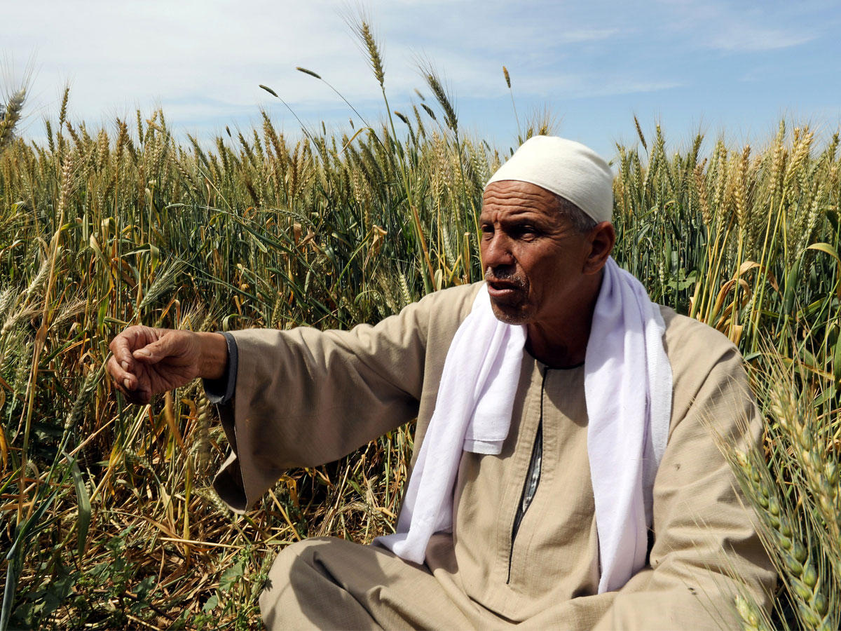مزارع مصري في البحيرة   (رويترز)
