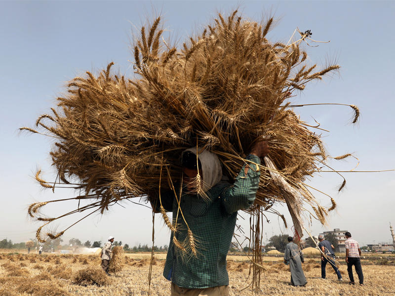 جانب من حصاد القمح في البحيرة شمال القاهرة الخميس الماضي (رويترز)
