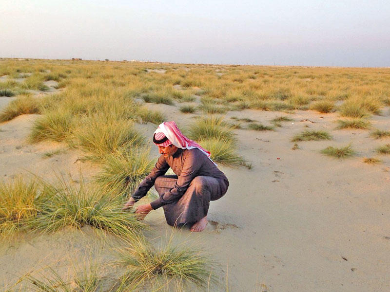 الهجيني بين شجيرات الثندا