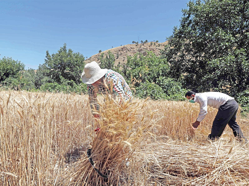 حصاد القمح في جبال قنديل شمال العراق يوم الجمعة الماضي  (أ ف ب)