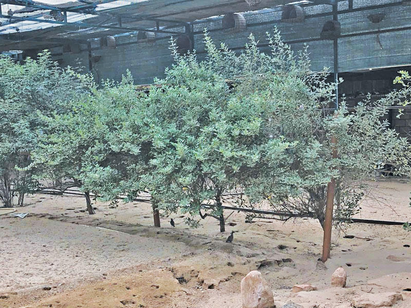 نجاح زراعة أشجار القرض والطلح والسمر التي تعتبر أفضل مساكن للطيور البريةn