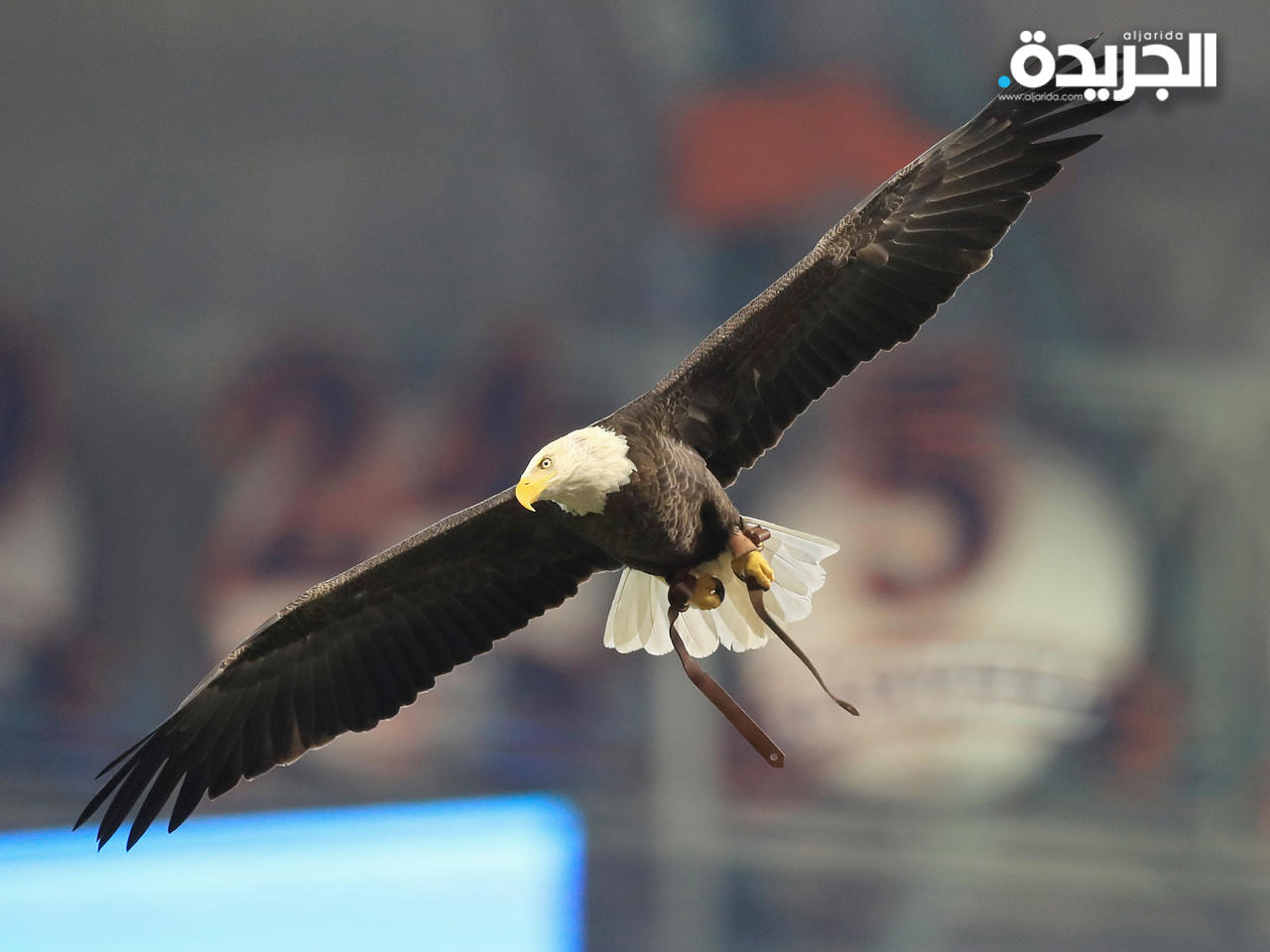 النسر الأصلع