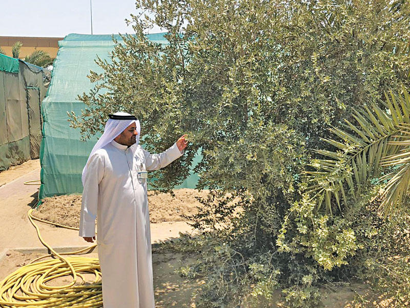 العجمي يتفقد شجرة الزيتون التي أنتج منها بنظام العُقَل 2000 شتلةn