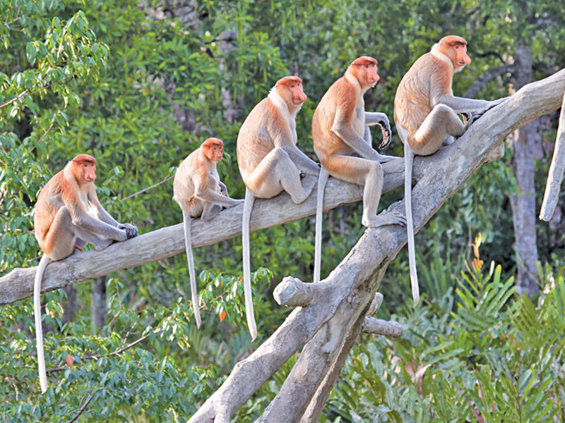 قردة الململة
