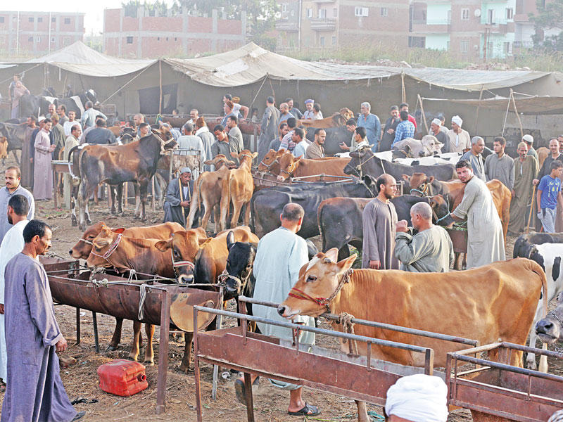 سوق الأضاحي في المنوفية أمس الأول    (اي بي آي)