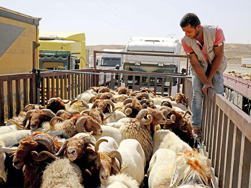 أضاحي قادمة من سورية باتجاه كردستان العراق أمس الأول (أ ف ب)