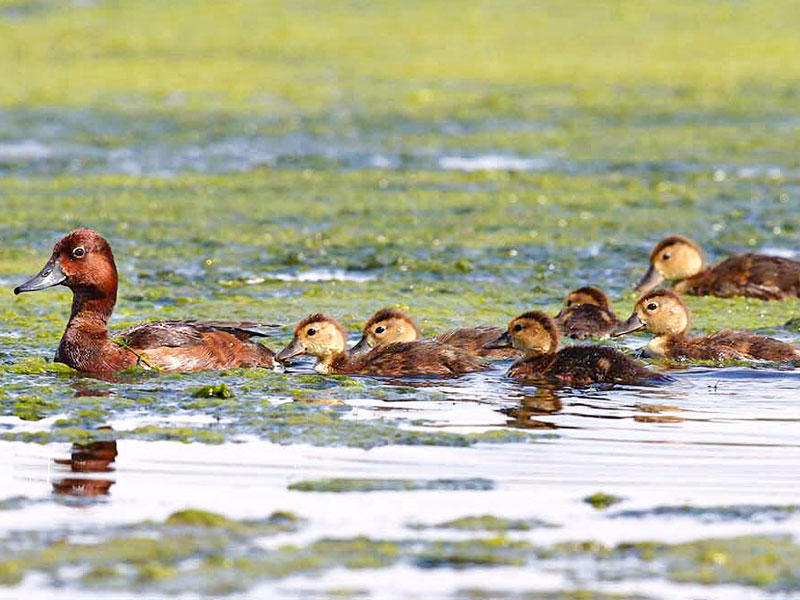 بط حمراوي في محمية الجهراءn