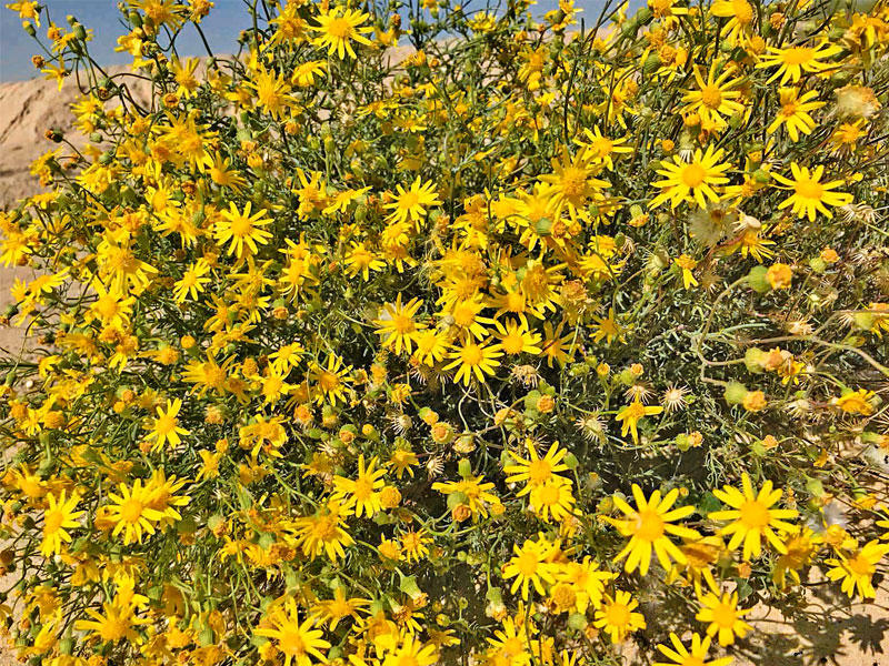 أحد أنواع النوير بالمحمية يزهر في الربيع ويسميه البعض زملوق أو جرجارn