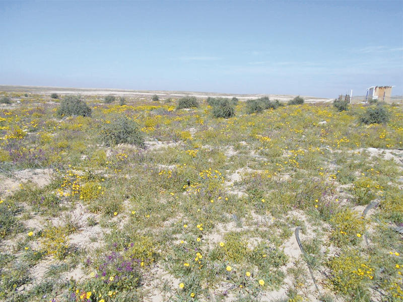 تعافي التربة وانتشار النباتات باستخدام الطرق الحديثة