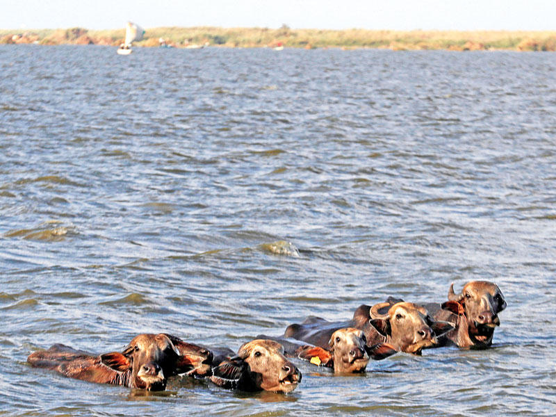 جواميس في بحيرة المنزلة أمس الأول (رويترز)