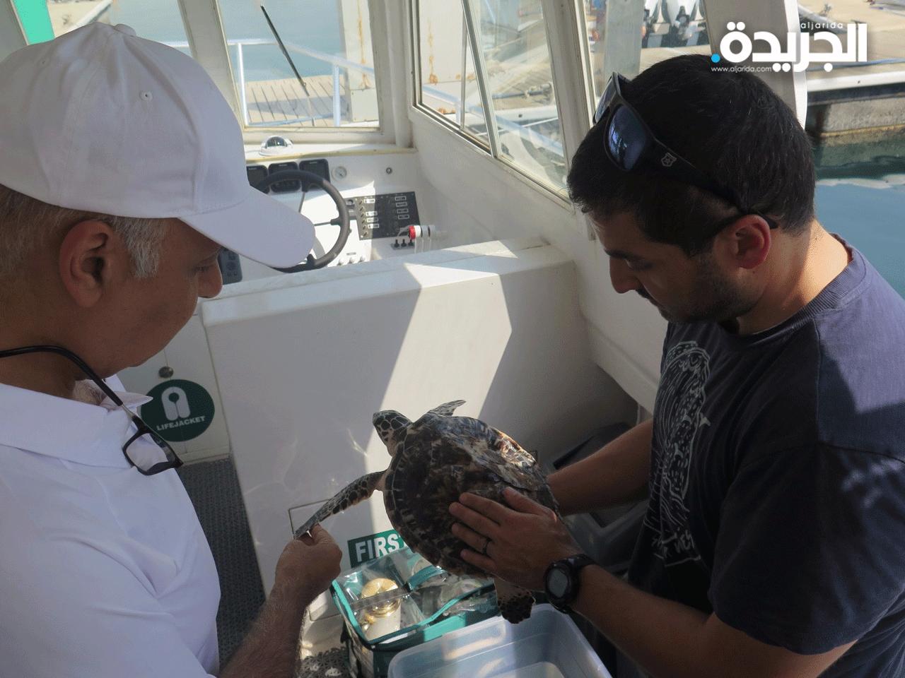 جانب من عملية إطلاق السلحفاة