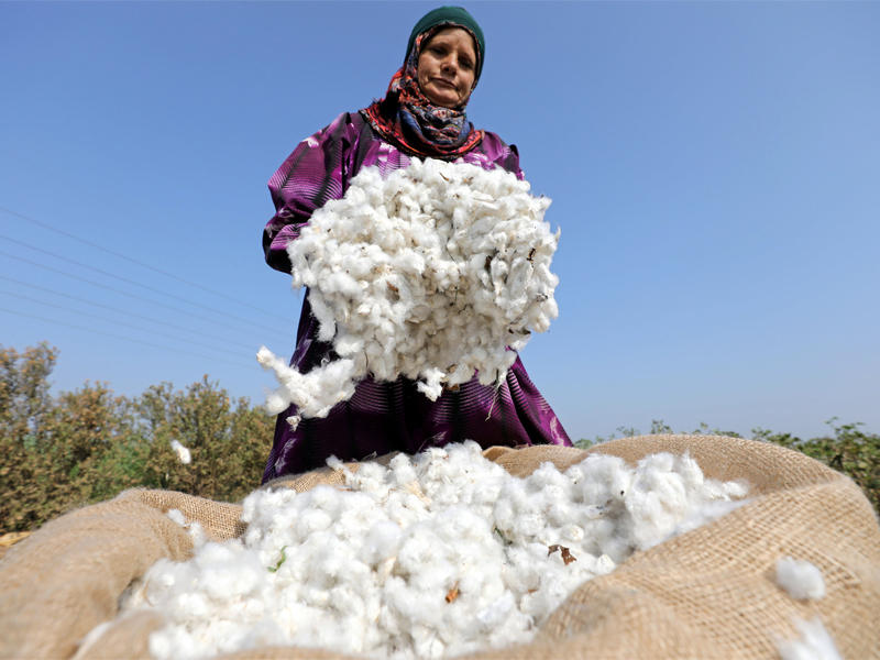 فلاحة مصرية تجمع القطن من الحقل في محافظة القليوبية أمس  (رويترز)