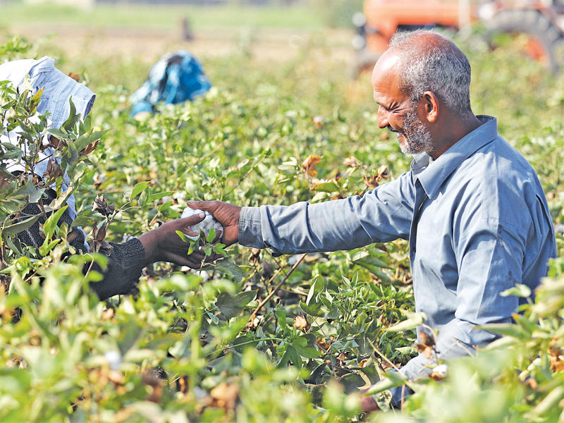 مصري يحصد القطن في محافظة القليوبية  (رويترز)