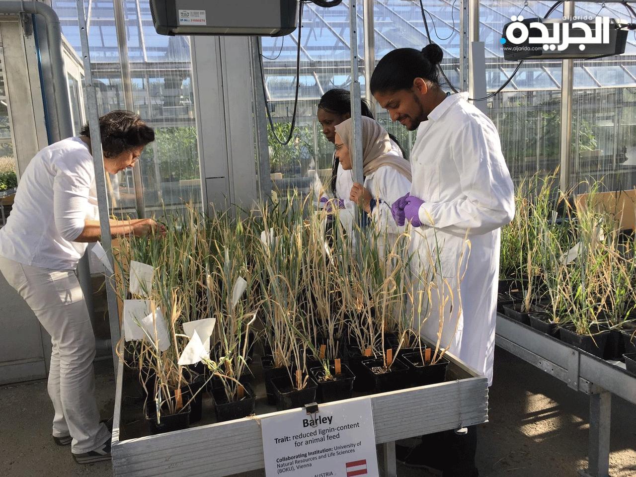  الباحثة الدكتورة حبيبة المنيع في مشروع تحسين زراعة الاعلاف 