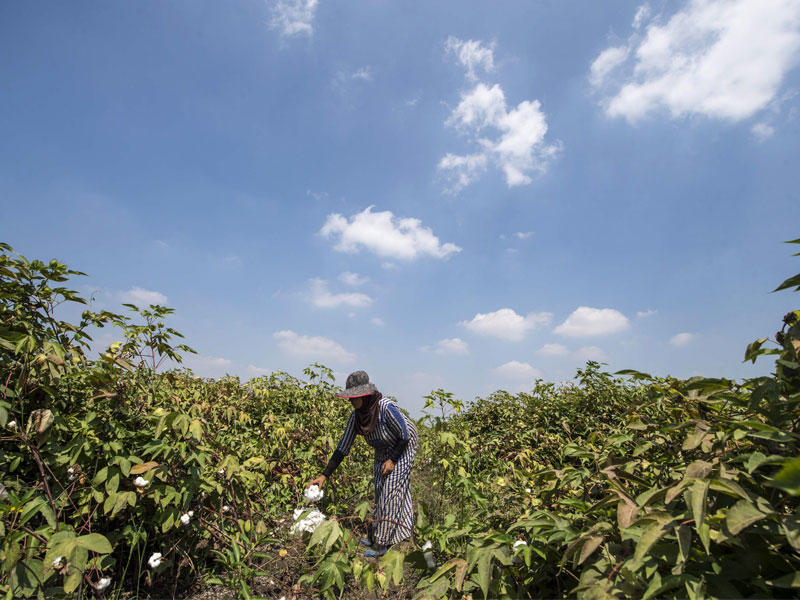 مصرية بحقل لزراعة القطن طويل التيلة قرب كفر الشيخ بشمال الدلتا أمس الأول     (أ ف ب)