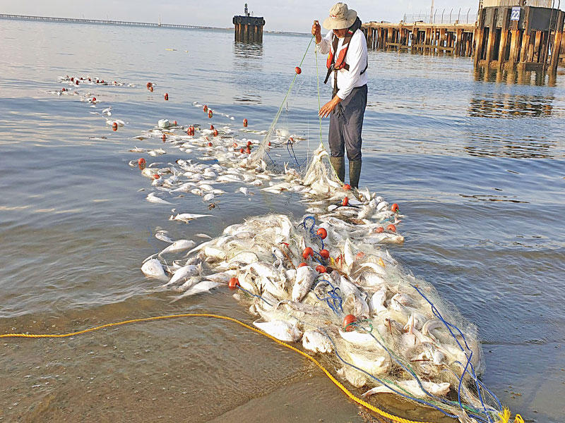 جانب من عملية سحب الشباك المهملة 