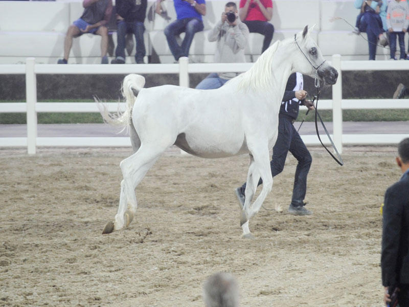 جانب من منافسات البطولة