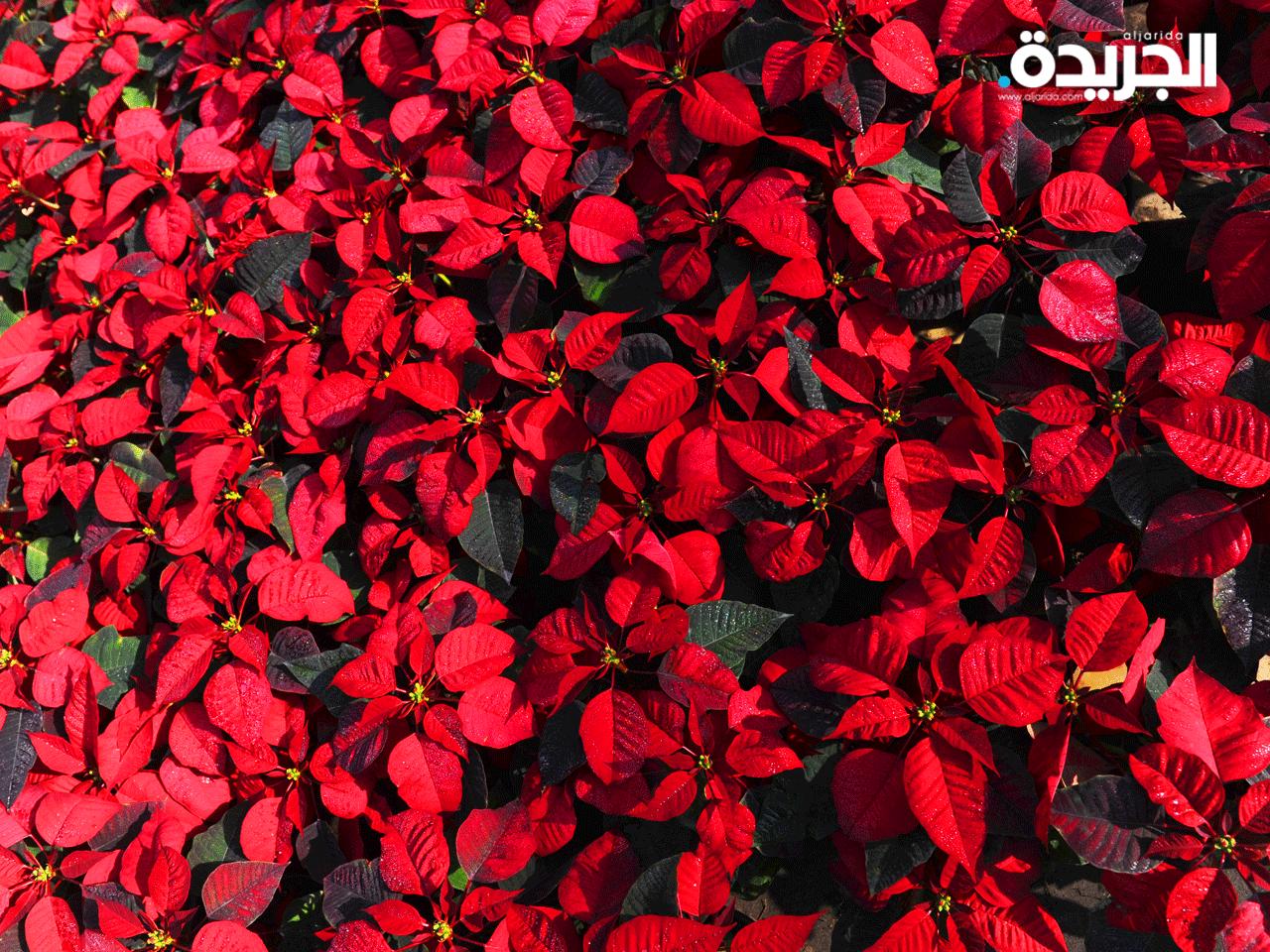  نبتة بنت القنصل