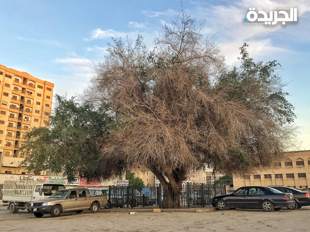 سدرة حولي أقدم شجرة سدر في الكويت بعمر 200 عام وكانت تسمى بـ «سدرة داحي»
