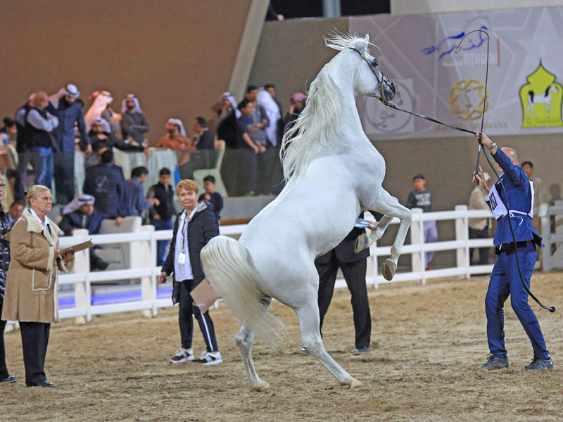 جانب من المسابقة