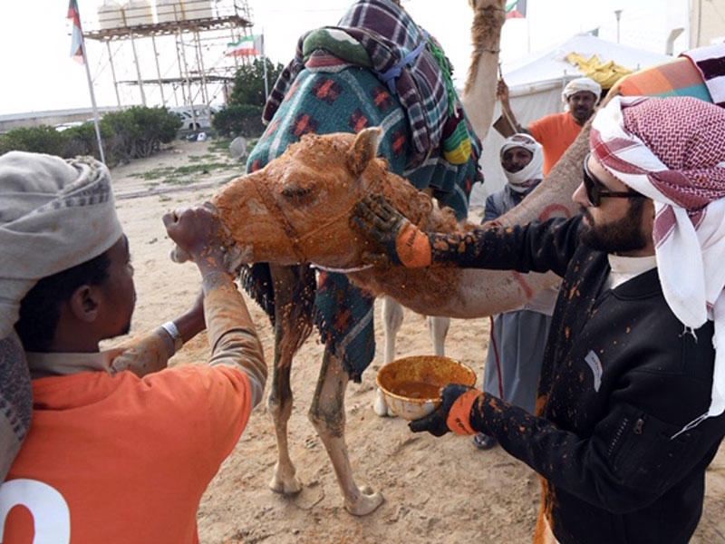 تكريم الهجن الفائزه بدهنها بالزعفران
