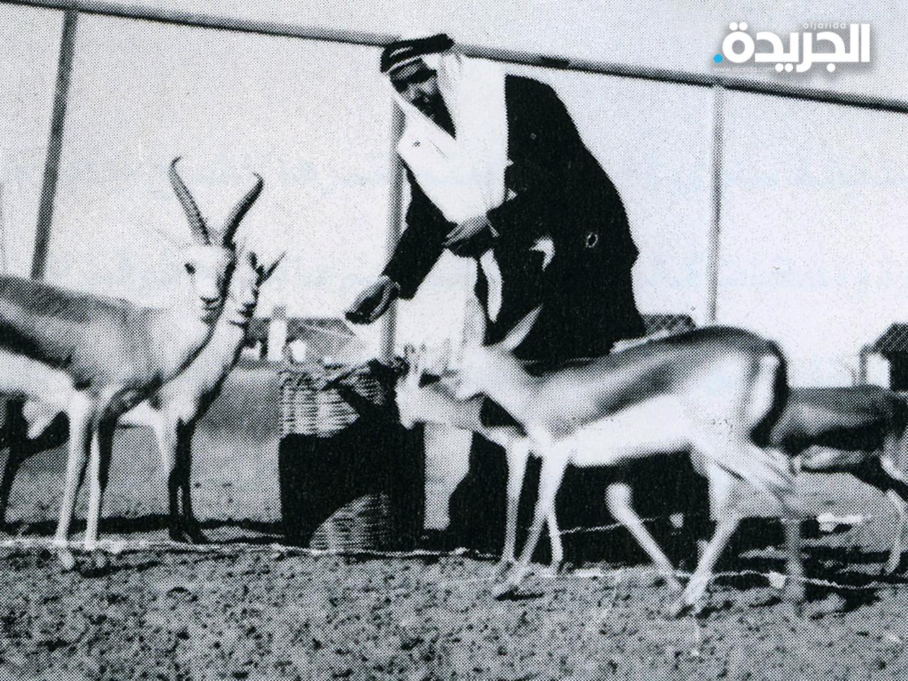  مؤسس الحديقة الشيخ جابر العبدالله يطعم الغزلان 