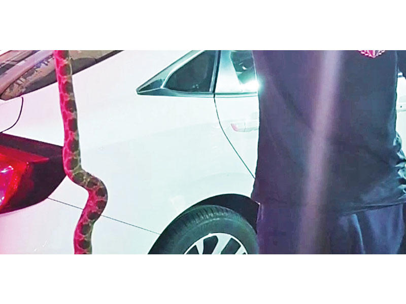 الثعبان بعد إخراجه من السيارة