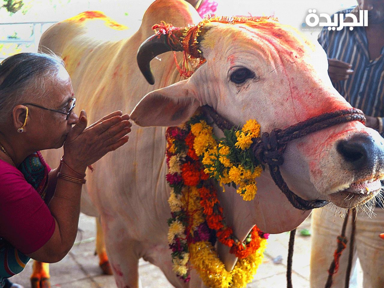 يعتبر الهندوس البقرة حيوانا مقدسا