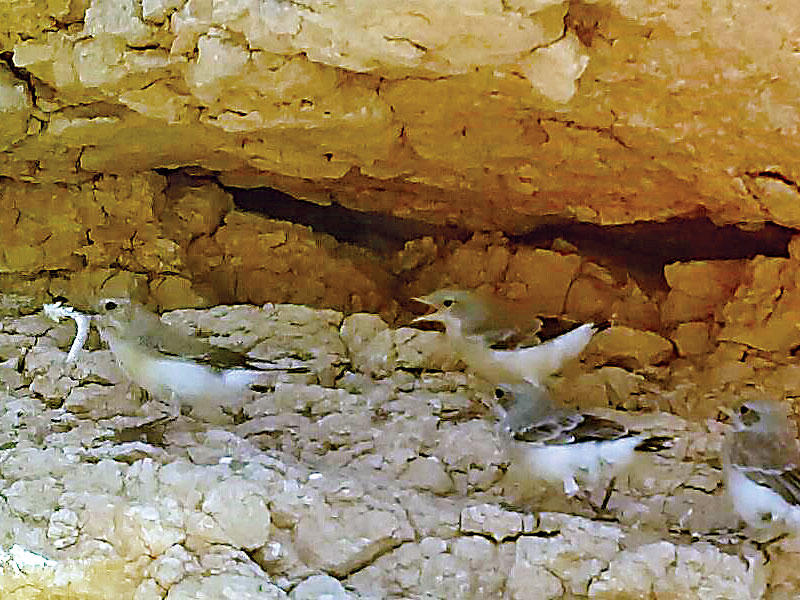 رصد طيور الأبلق 