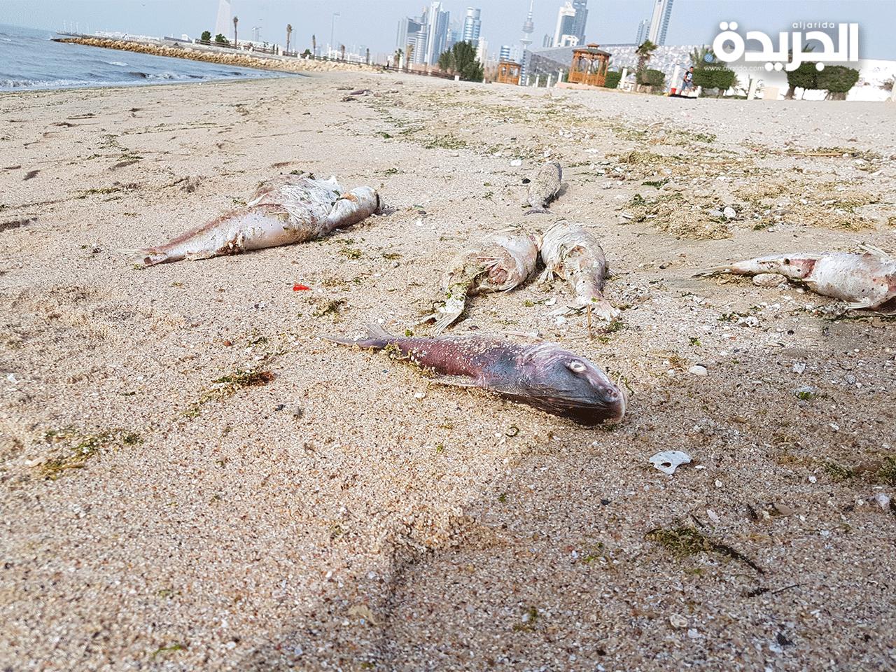احدى حالات نفوق الاسماك على الشواطئ في الكويت