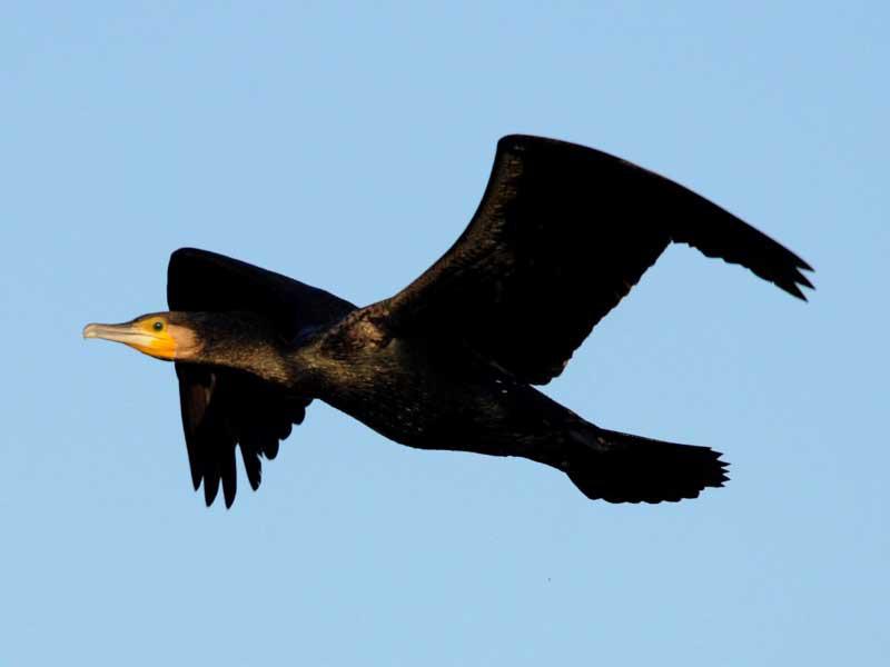 طائر مهاجر ساحلي