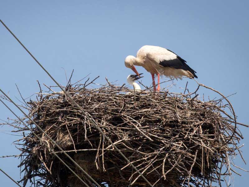 طائر اللقالق يغذي فرخه في عشه في قرية تاراس ، شمال صربيا