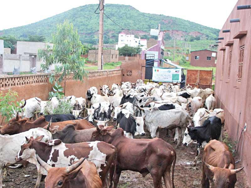 أبقار أضاحي «العون»