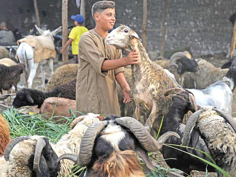 فتى في سوق الأضاحي بانتظار الزبائن في الجيزة أمس (رويترز)
