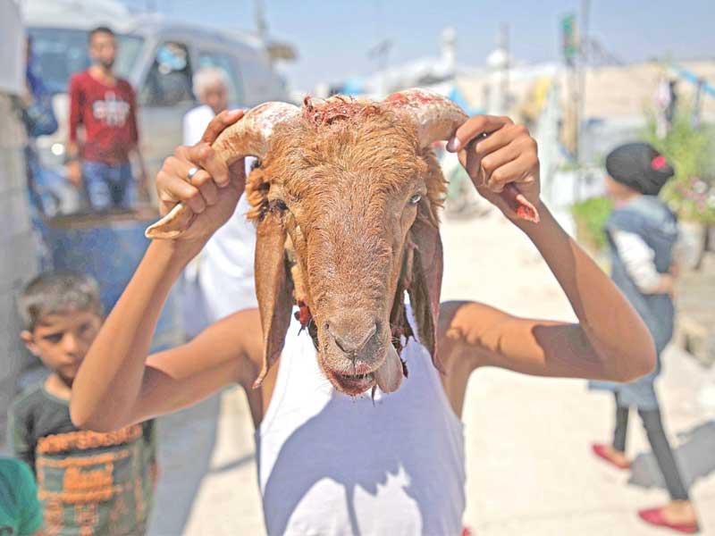 طفل سوري يلهو برأس خروف بعد ذبحه في إدلب أمس الأول (أ ف ب)