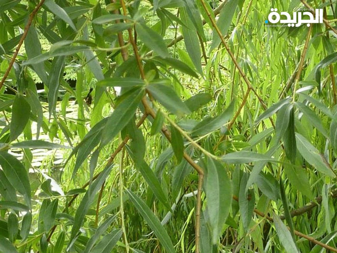  أوراق شجرة (الصفصاف) تتميز بلونها الأخضر ذي الشكل الرمحي 