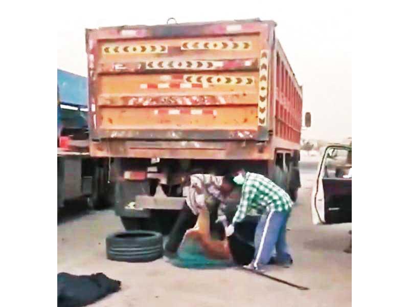 صورة من مقطع الفيديو لعقر الكلاب