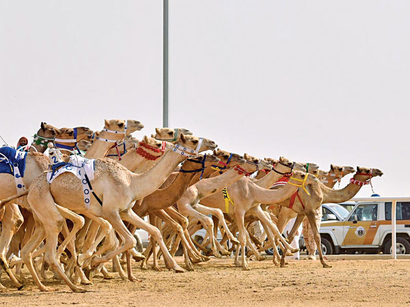 جانب من مهرجان ولي العهد السعودي للهجن أمس (واس)