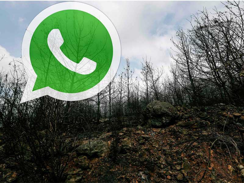 تُظهر هذه الصورة منظرًا لأشجار متكلسة في أعقاب الحرائق