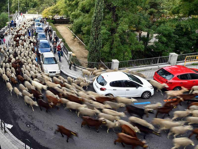 قطعان الأغنام والماعز في وسط مدينة مدريد
