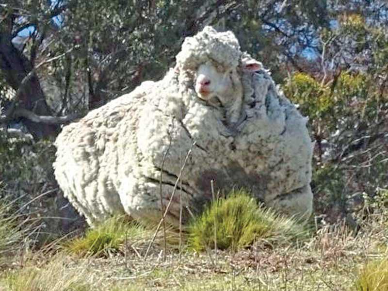 الخروف الأسترالي كريس 