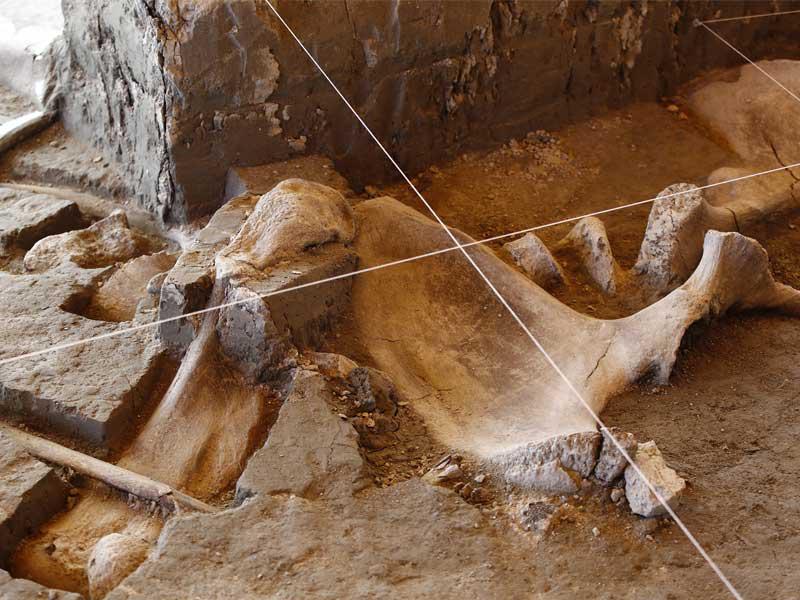 اكتشاف 800 عظمة ماموث في المكسيك