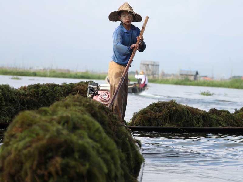 يجمع الناس الطحالب في بحيرة إينلي لاستخدامها كسماد للمزرعة العائمة في نياونغ شوي ، ولاية شان ، ميانمار