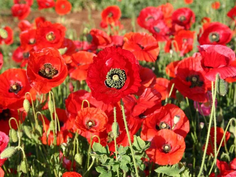 زهور الخشخاش 